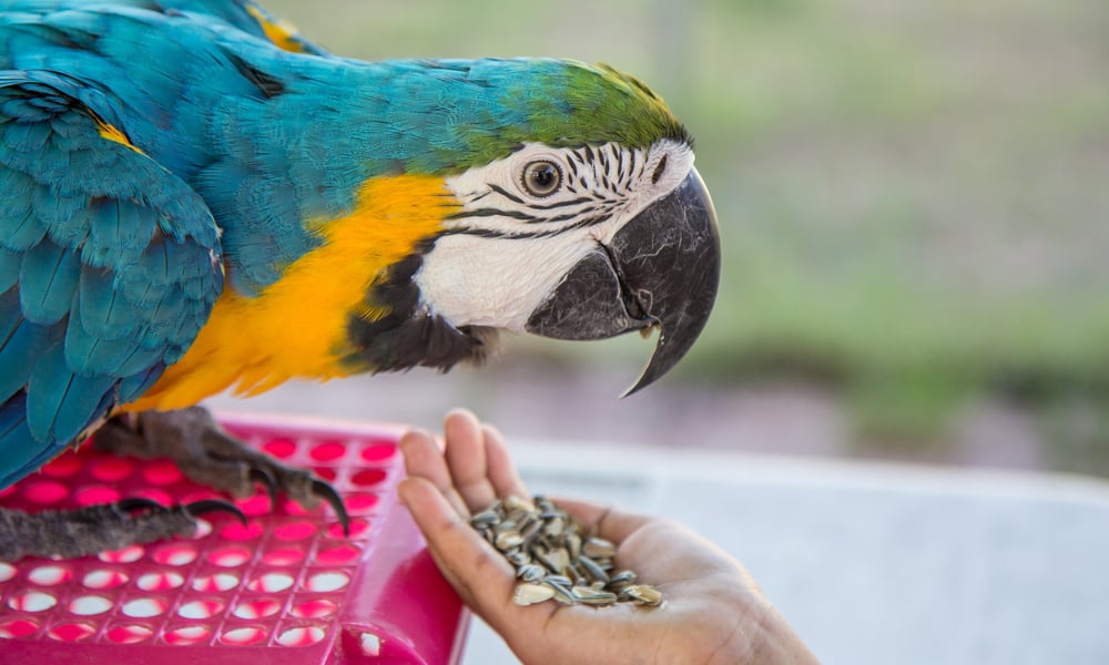 10 Things Macaws Like To Eat Most (Feeding Tips)