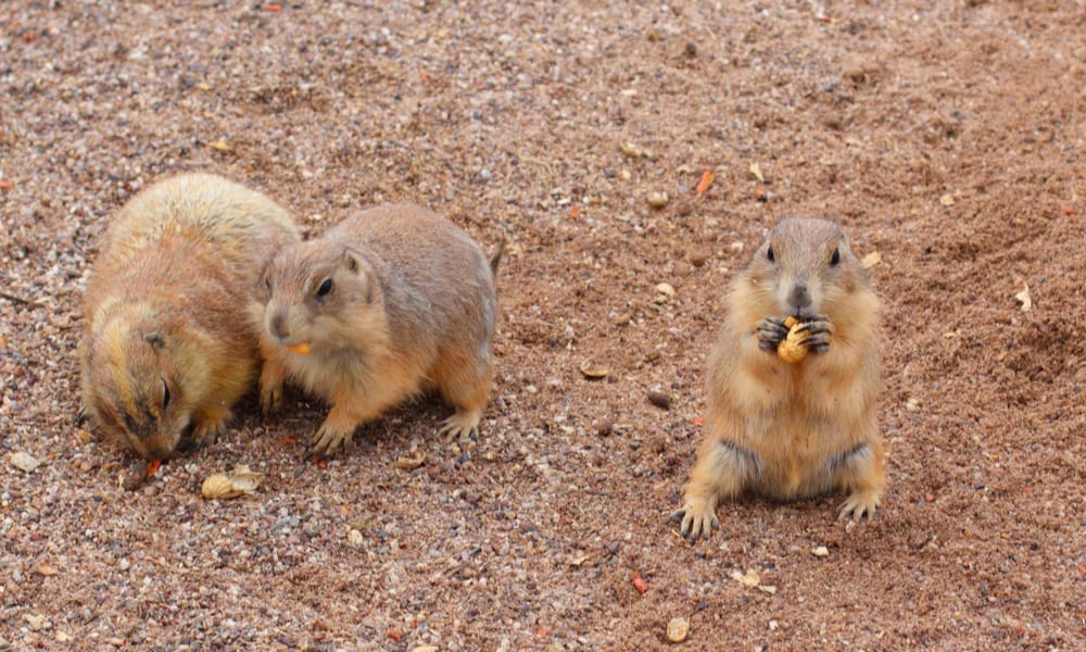 12 Things Lemming Like to Eat In the Wild