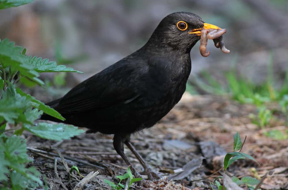 14 Facts about blackbirds