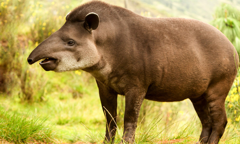 4 Things Tapir Like to Eat Most