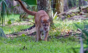 5 Things Cougars Like to Eat In the Wild