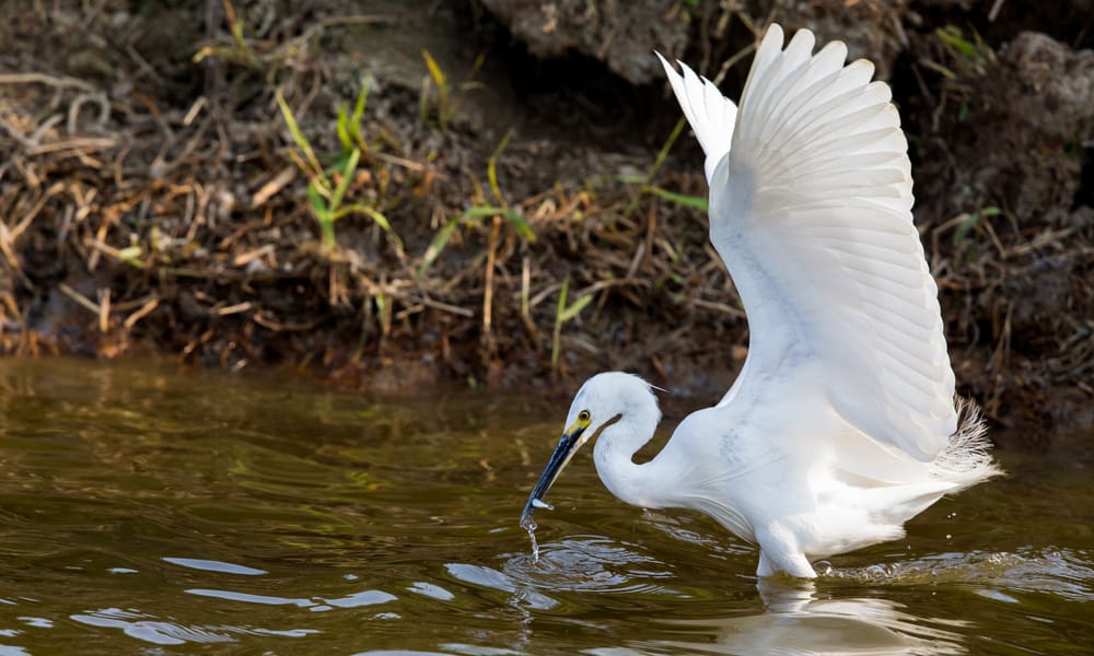 5 Things Egret Like to Eat Most