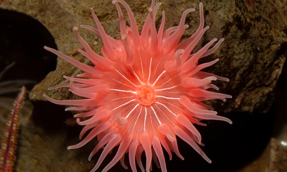 5 Things Sea Anemone Like to Eat Most