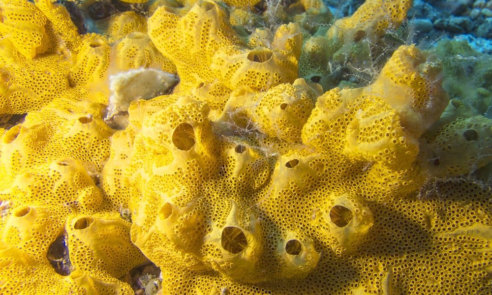 5 Things Sponges Like To Eat In the Wild