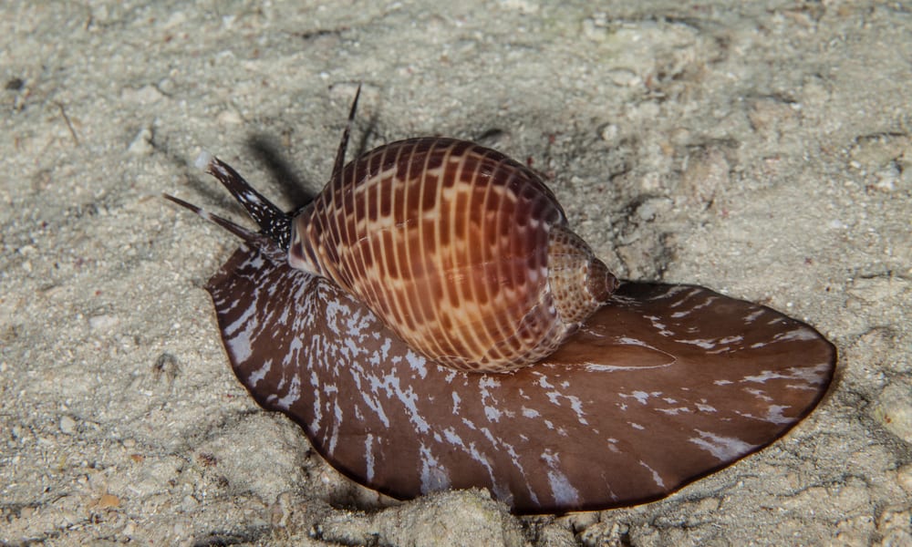 6 Things Sea Snails Like to Eat Most