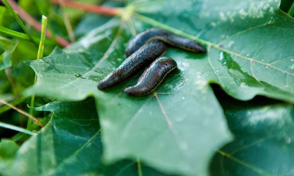 7 Things Leeches Like to Eat Most