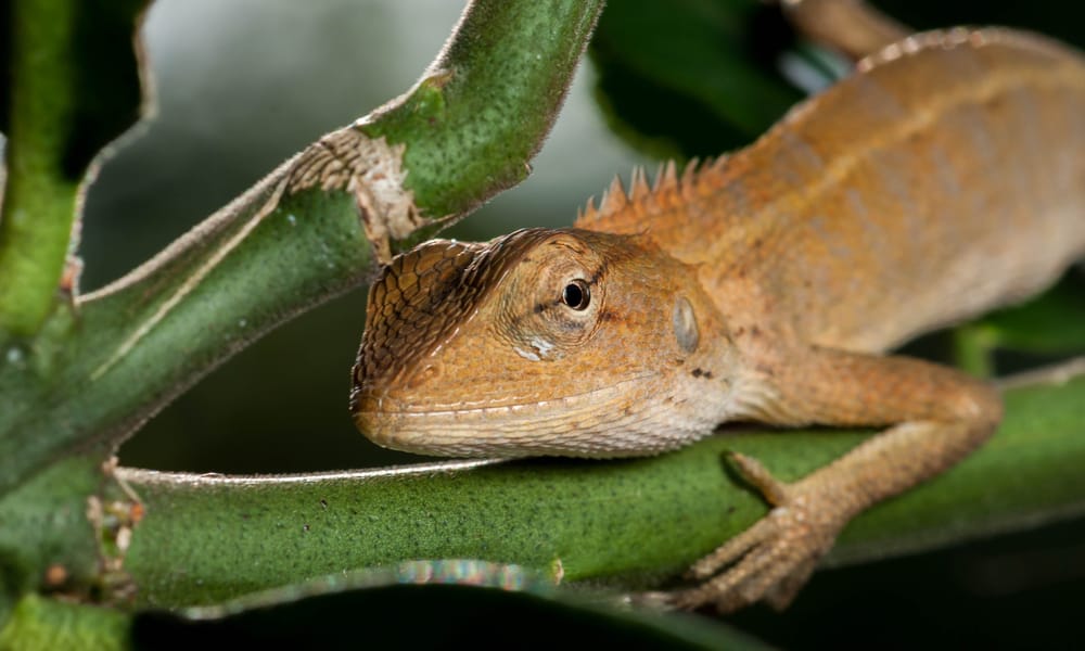 8 Things Crested Geckos Like To Eat (Feeding & Care Tips)