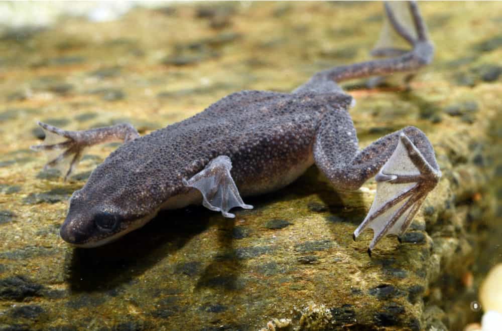 African Dwarf Frogs Habits and biology
