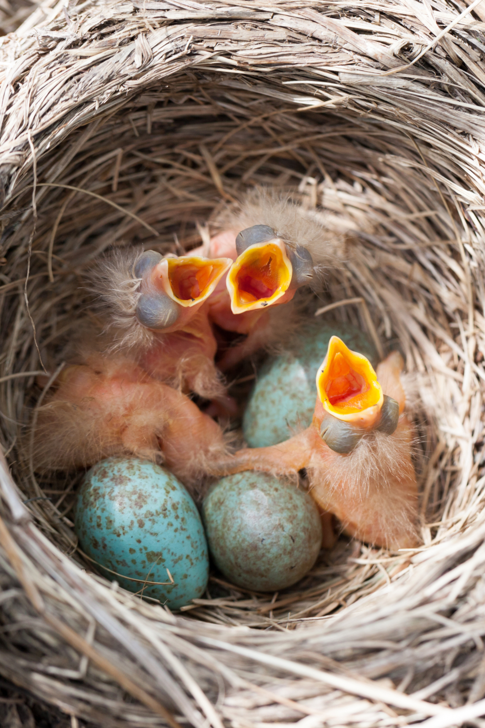 An introduction to parental care in birds