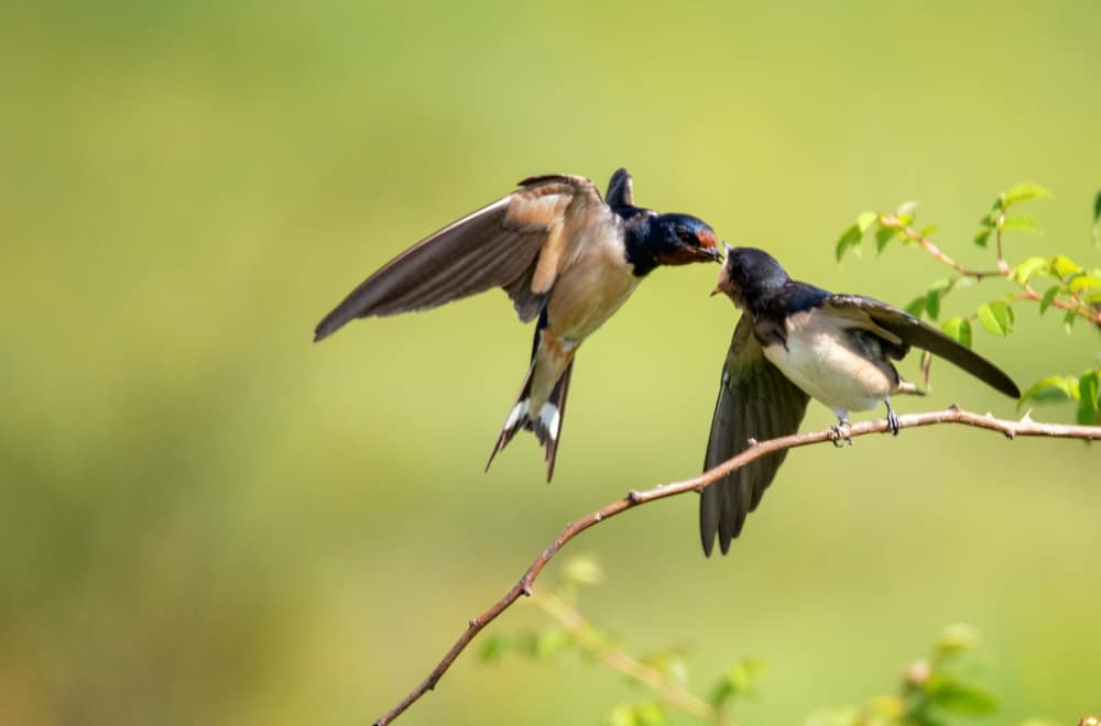 Barn Swallows Habits And Biology