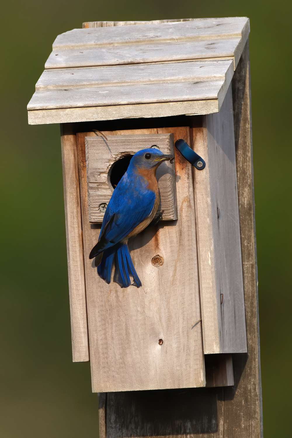 Bluebird Habits and Biology