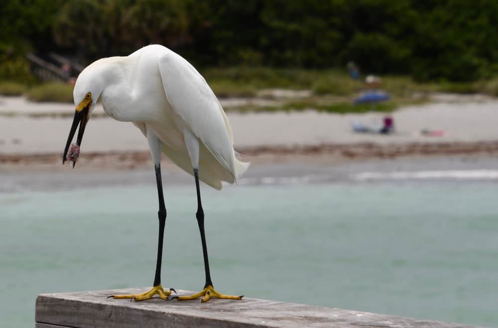 Do Egrets Eat Grass