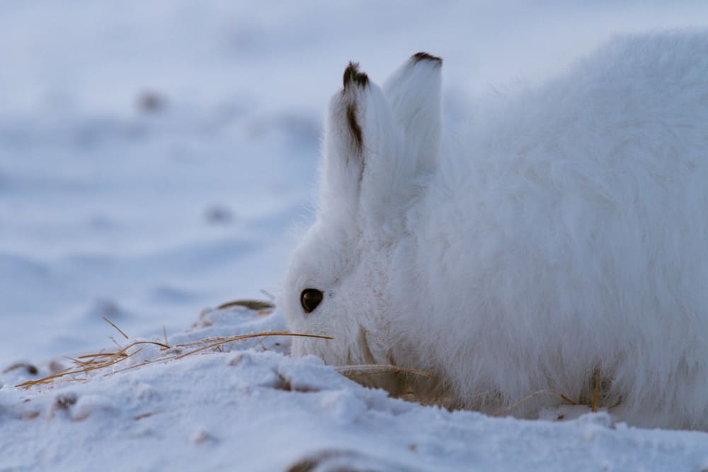Facts About Arctic Hares