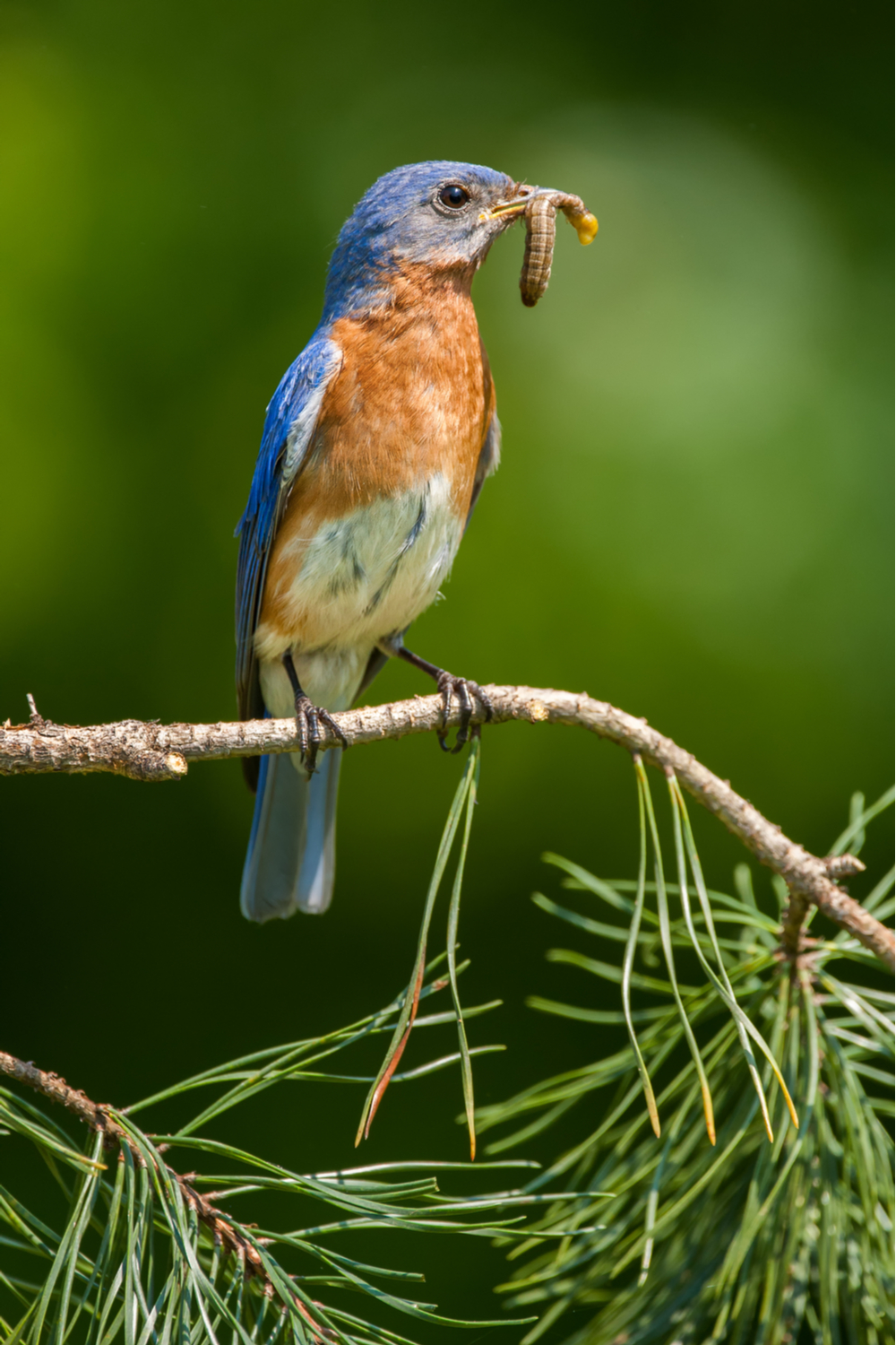 Facts About Bluebirds