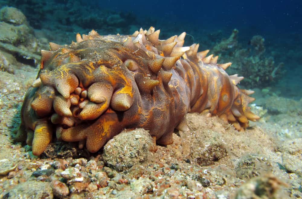 Facts About Sea Cucumbers