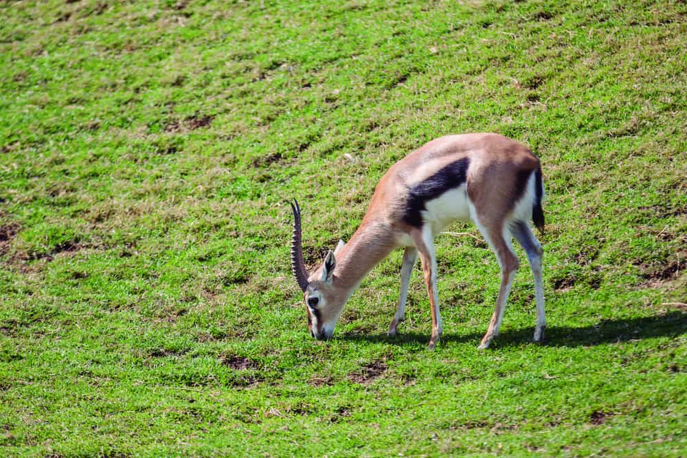 Facts on Gazelles’ Habitat and Lifestyle