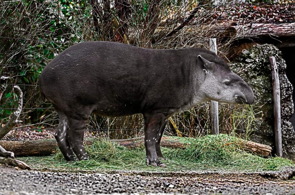 Five Species Of Extant Tapirs And Their Habitat