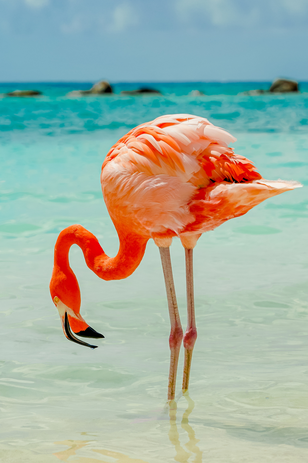 Flamingo Habits and Biology