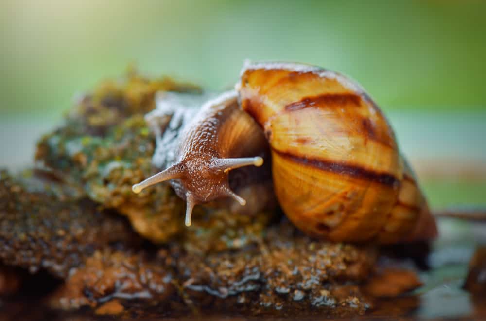 Food that Mystery Snails Eat