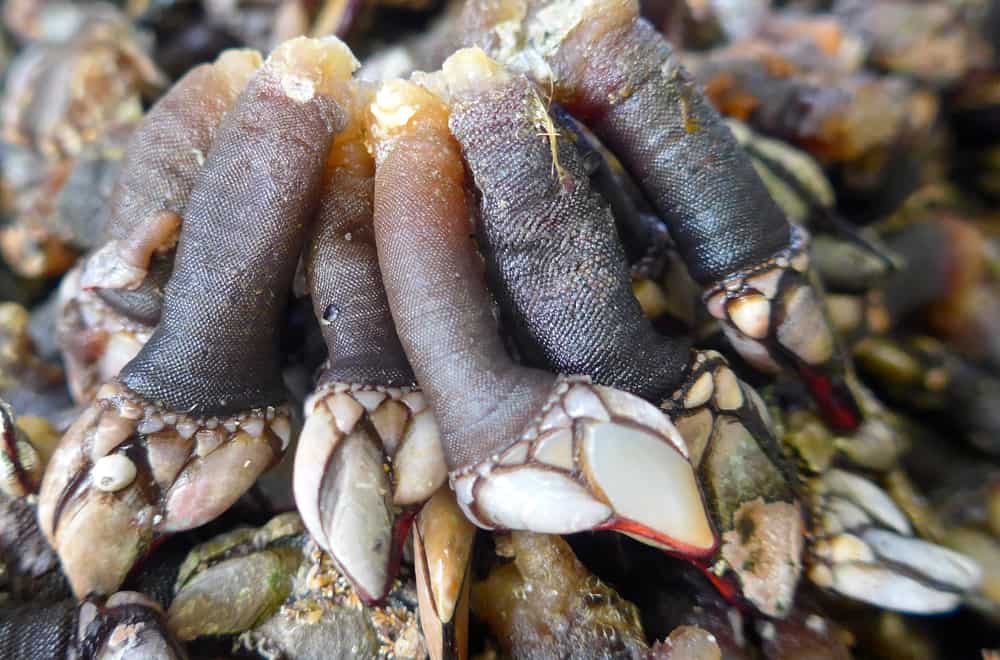 Foods that Barnacles Eat