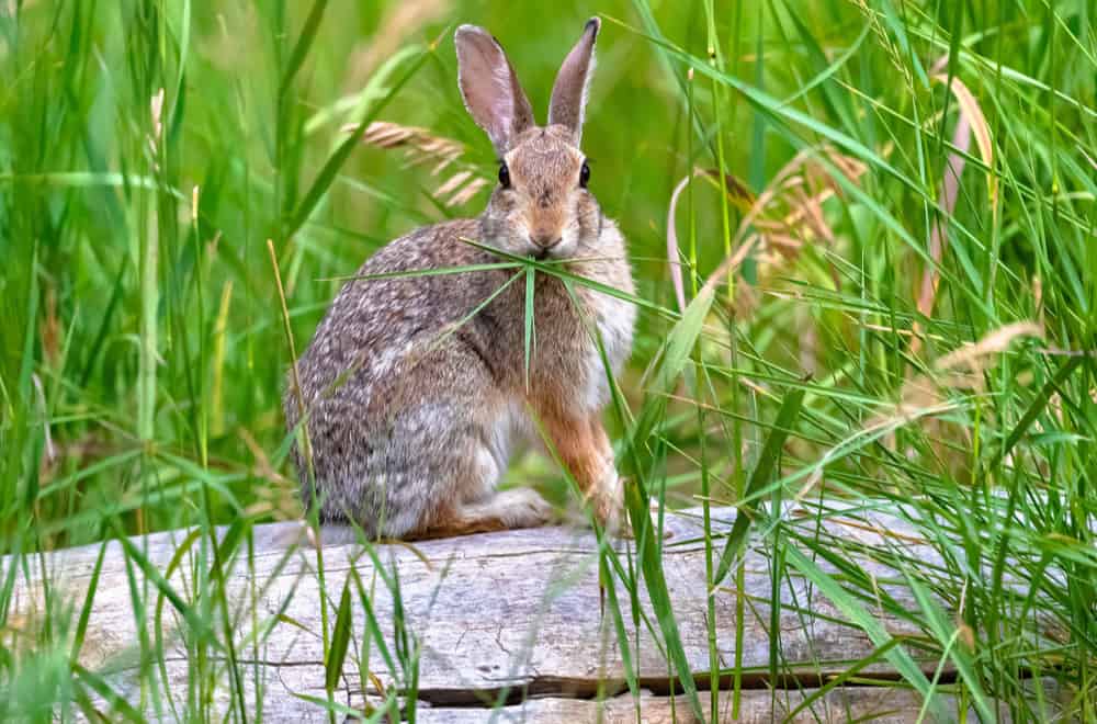 Foods that Cottontail Rabbits Eat in the Wild