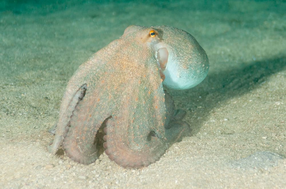 Fun facts about octopuses