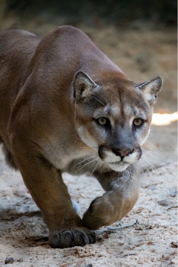 How Do Cougars Kill Their Pray