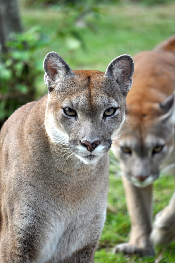 How Do Cougars Look