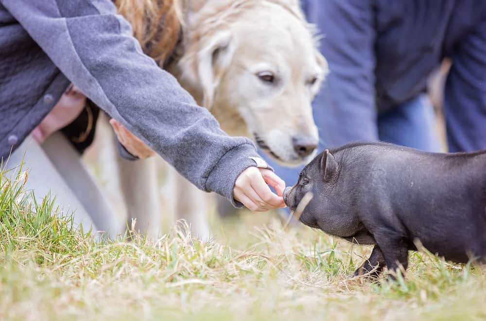 How Much Should You Feed Your Teacup Pigs