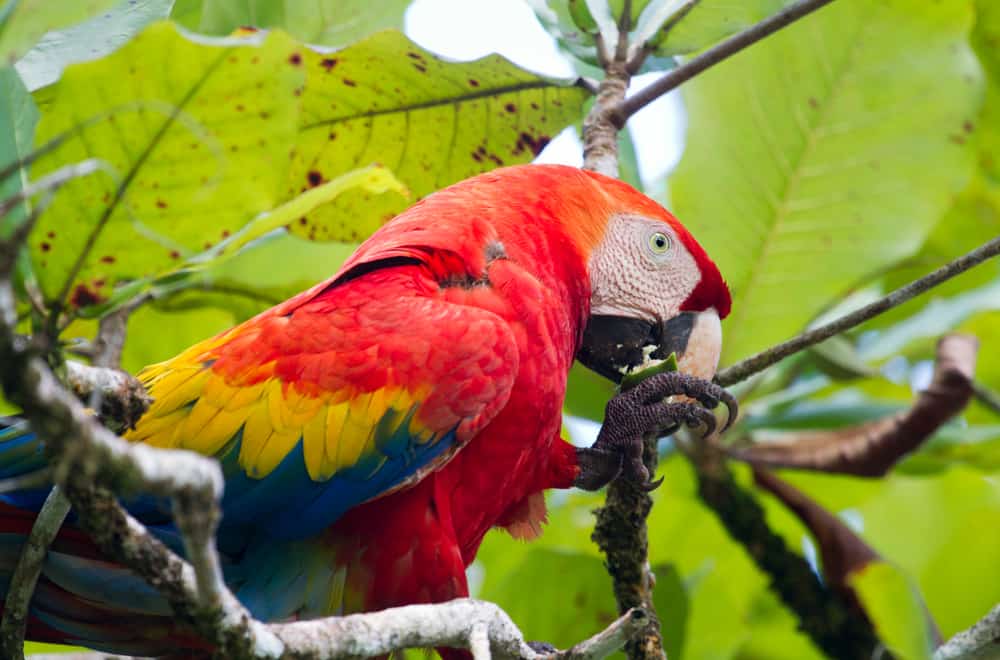 Macaws Habits And Biology