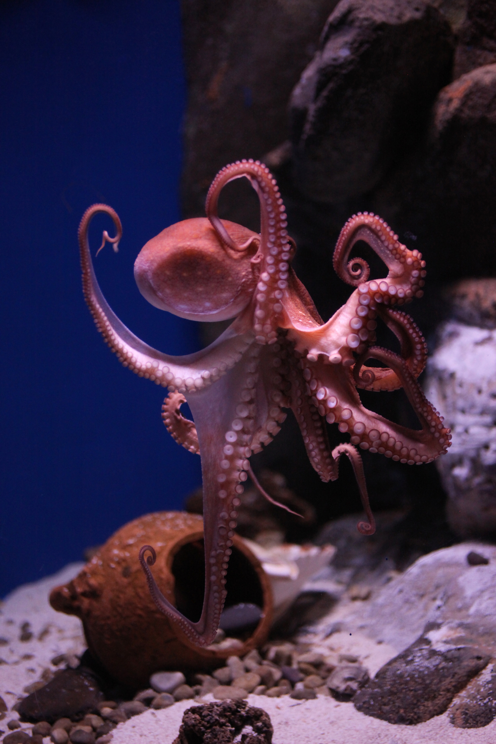 Medium octopuses