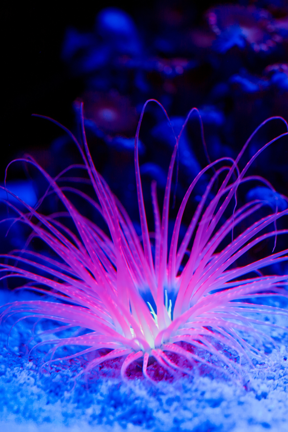 Sea Anemone Habits and biology