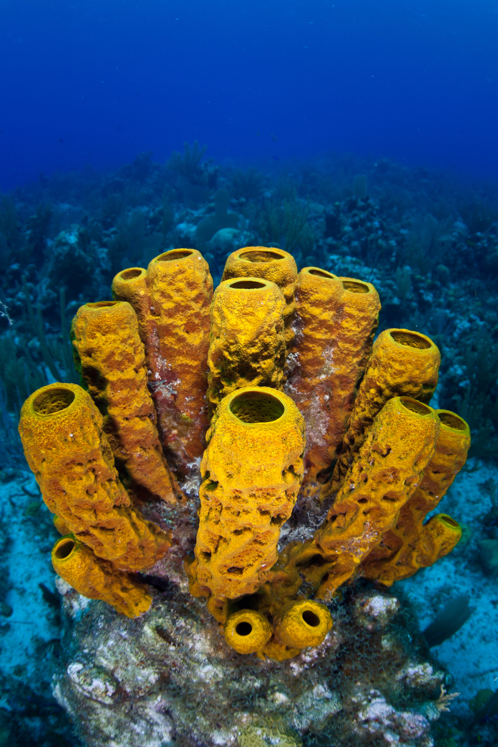 Sponges Habits And Biology