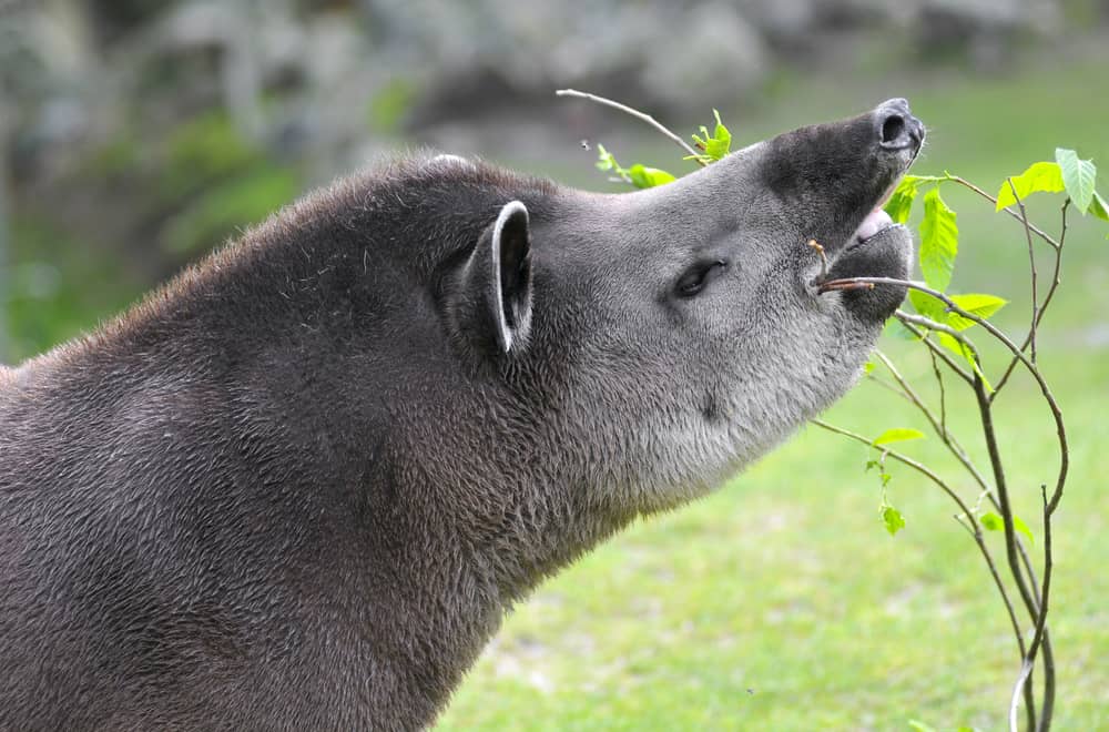 Tapirs Habitat
