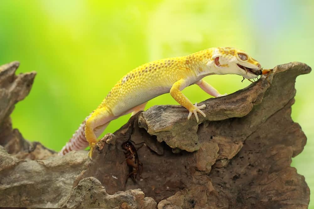 Tips for Feeding Leopard Geckos