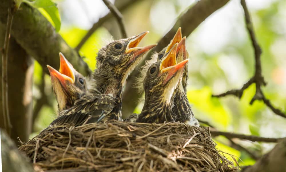 What Do Baby Birds Eat (Diet, Care & Feeding Tips)