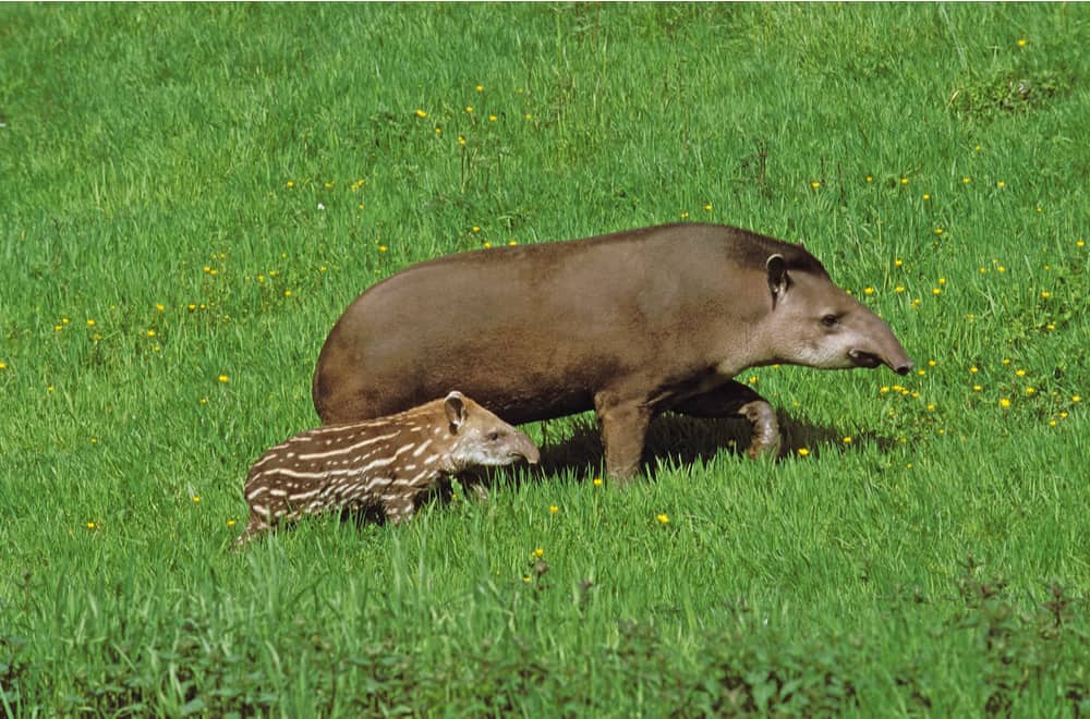 What Do Baby Tapir Eat