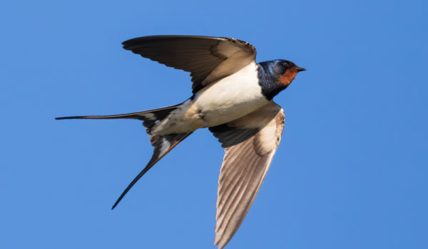 12 Things Barn Swallows Like to Eat (Diet & Facts)