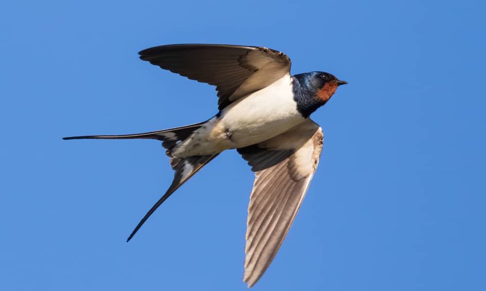 What Do Barn Swallows Eat In the Wild (Diet & Facts)