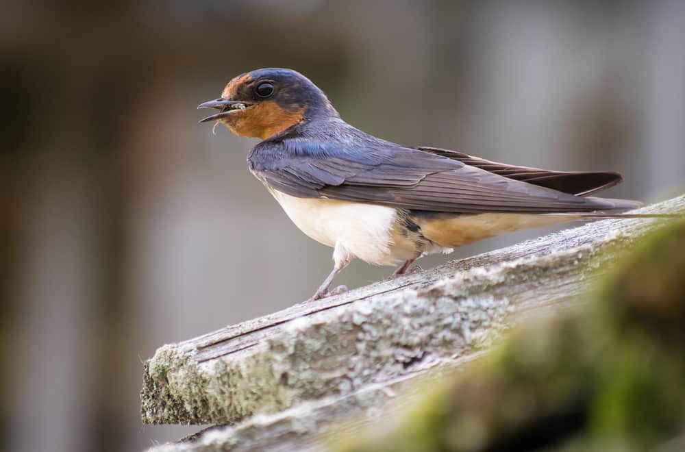 What Do Barn Swallows Eat
