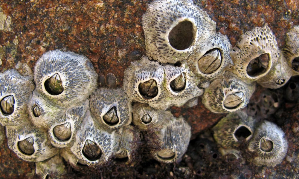What Do Barnacles Eat (6 Tips to Getting Rid of Them)