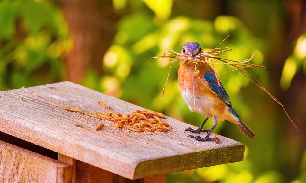 What Do Bluebirds Eat In the Wild (Diet & Facts)