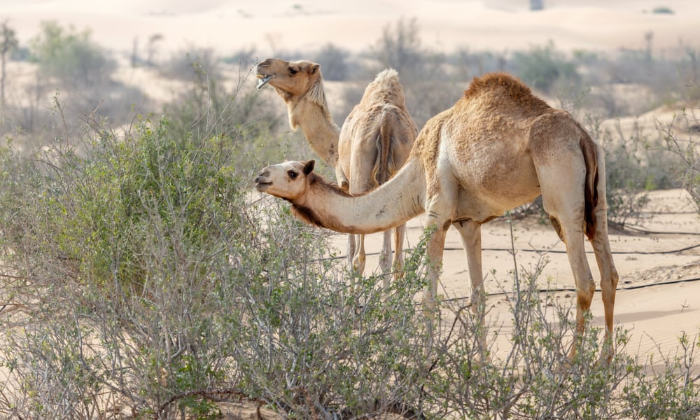 What Do Camels Eat (Diet, Care & Feeding Tips)