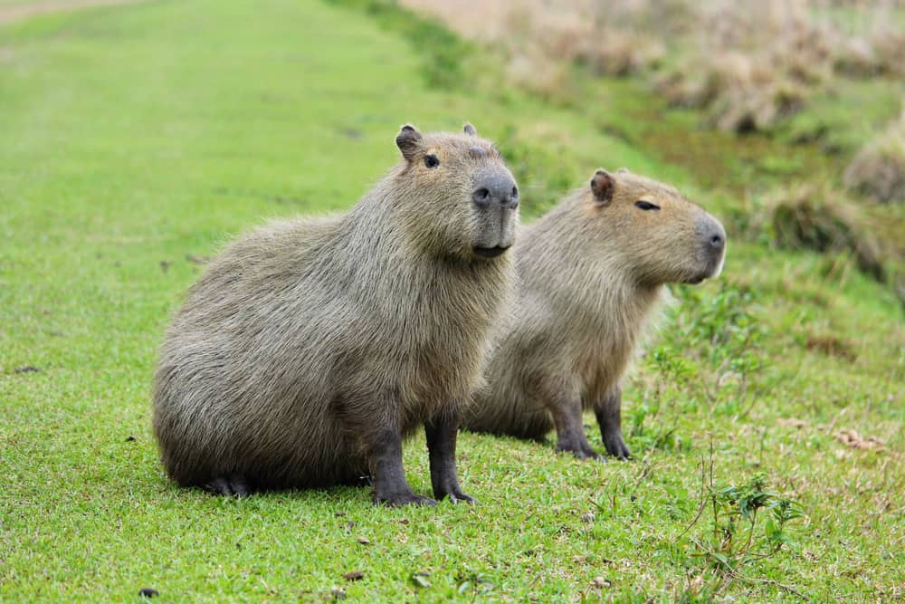 What Do Capybaras Eat In the Wild (Diet & Facts)