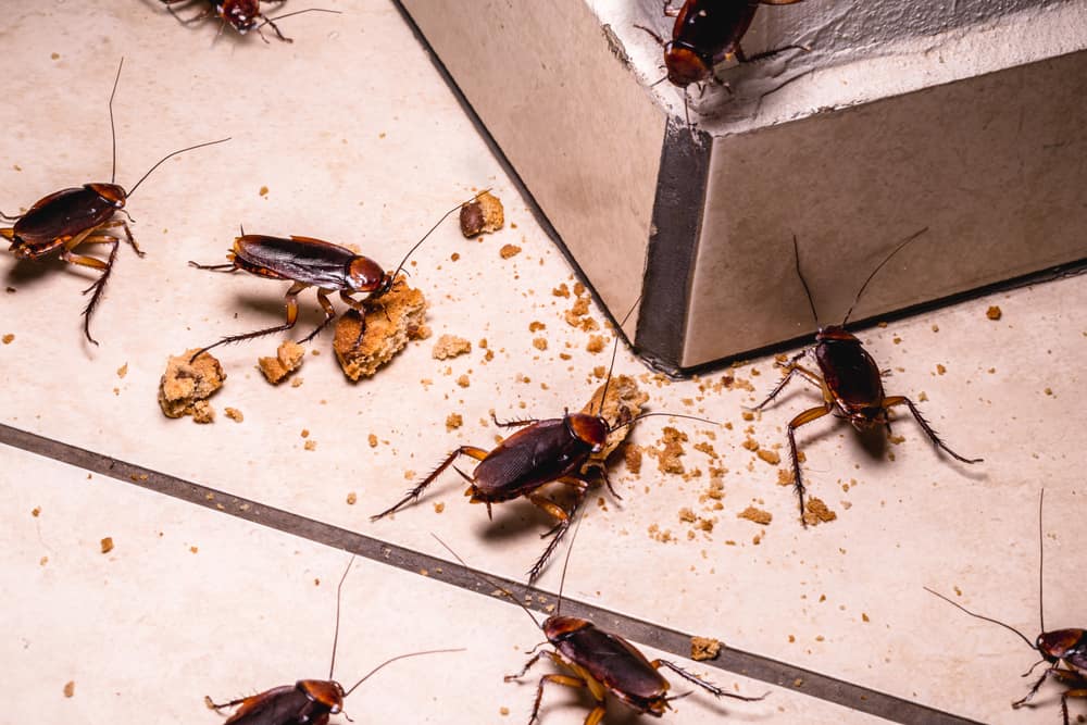 What Do Cockroaches Eat (12 Tips to Getting Rid of Them)