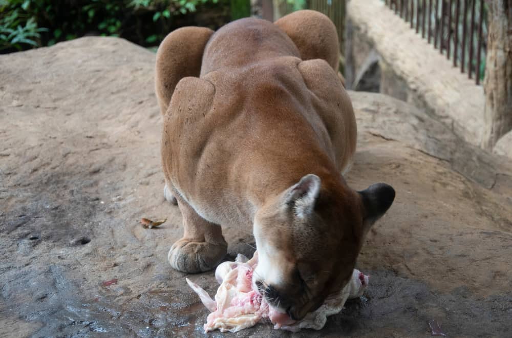 What Do Cougars Eat During Captivity