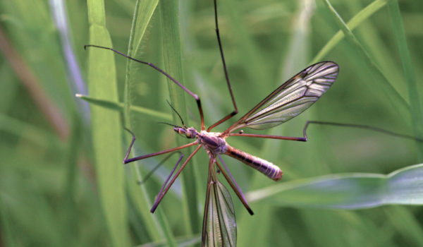 What Do Crane Flies Eat? (10 Tips to Get Rid of Them)