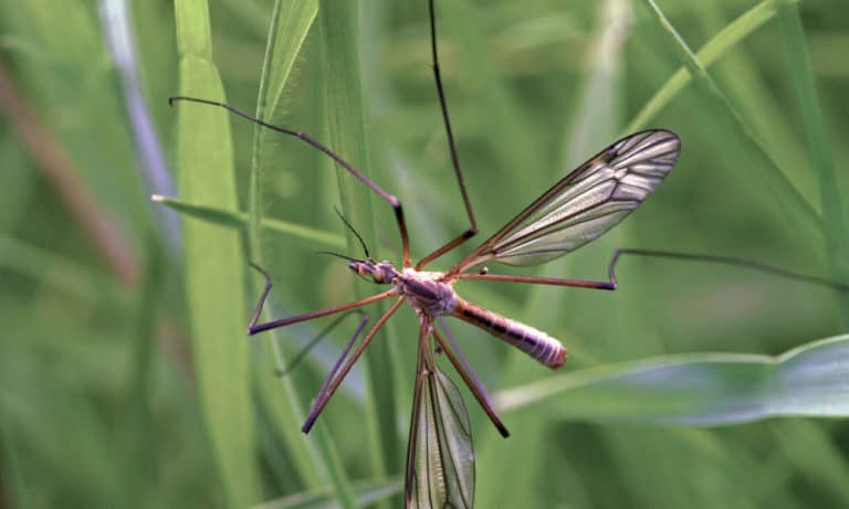 What Do Crane Flies Eat (10 Tips to Get Rid of Them)