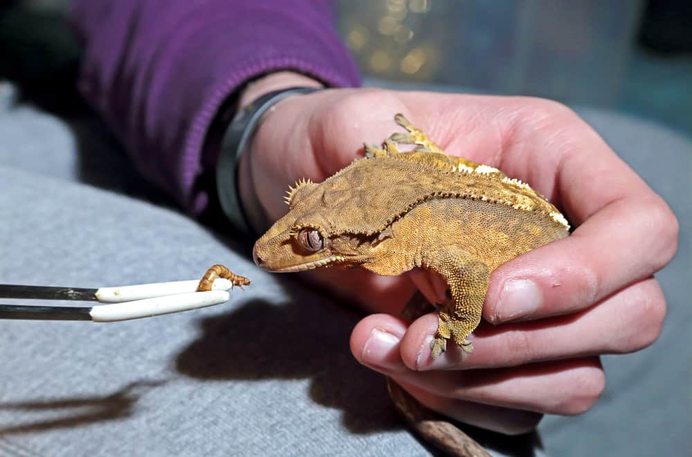 What Do Crested Geckos Eat As Pets