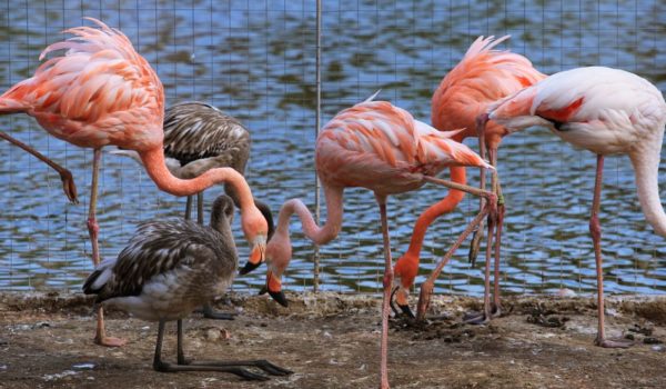 5 Things Flamingos Like to Eat (Diet & Facts)